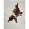 Image 3 : Chocolate Phase Black Bear Soft Tanned Fur Taxidermy