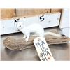 Image 2 : White Weasel Full Body Taxidermy Mount