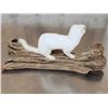 Image 4 : White Weasel Full Body Taxidermy Mount