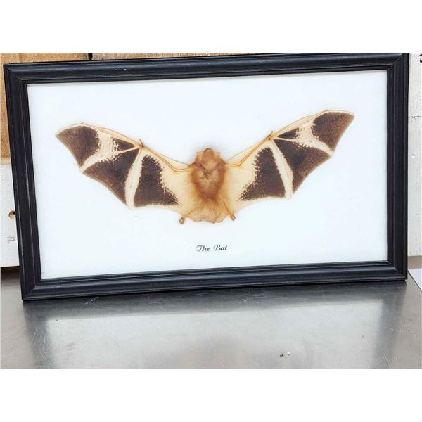 Bat In A Frame Taxidermy Mount