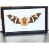 Image 1 : Bat In A Frame Taxidermy Mount