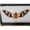 Image 2 : Bat In A Frame Taxidermy Mount