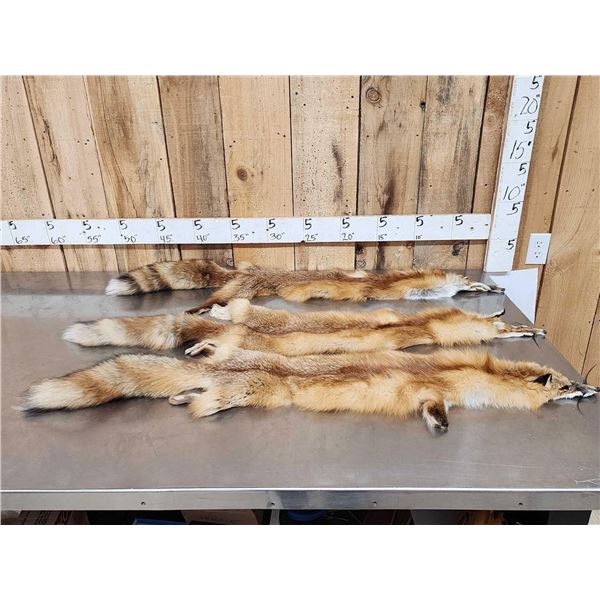 3 Red Fox Soft Tanned Furs Taxidermy