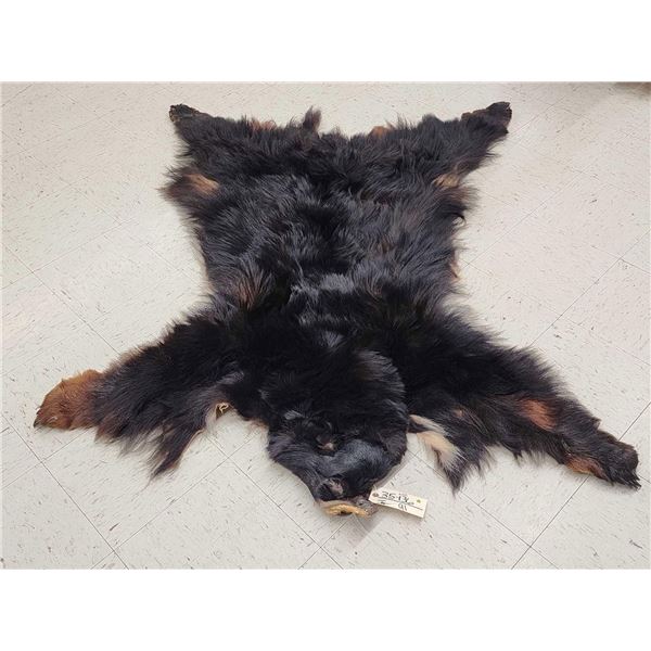 Black Bear Soft Tanned Fur Taxidermy