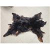 Image 2 : Black Bear Soft Tanned Fur Taxidermy