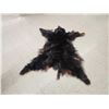 Image 3 : Black Bear Soft Tanned Fur Taxidermy