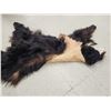 Image 4 : Black Bear Soft Tanned Fur Taxidermy