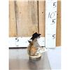 Image 2 : Sheriff Squirrel Full Body Taxidermy Mount