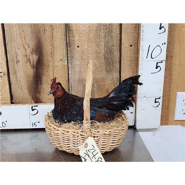 Chicken In A Basket Full Body Bird Taxidermy