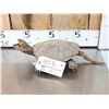 Image 2 : Snapping Turtle Full Body Taxidermy Mount