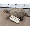 Image 3 : Snapping Turtle Full Body Taxidermy Mount