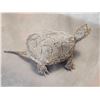 Image 4 : Snapping Turtle Full Body Taxidermy Mount