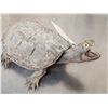 Image 5 : Snapping Turtle Full Body Taxidermy Mount