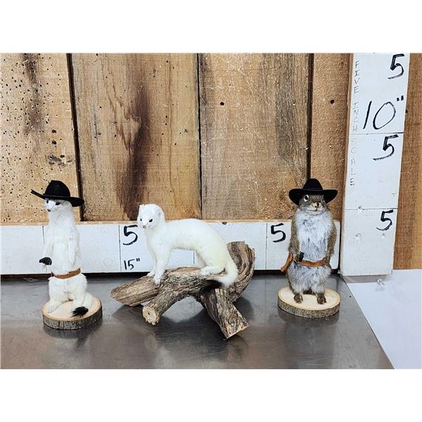 3 Cute Critters Taxidermy Lot