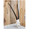 Image 2 : African Gemsbok Skull Taxidermy