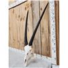 Image 3 : African Gemsbok Skull Taxidermy