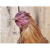 Image 3 : Bantam Chicken Full Body Taxidermy Mount