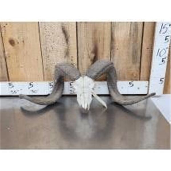 Big Ram Sheep Skull Taxidermy