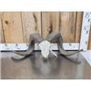 Image 1 : Big Ram Sheep Skull Taxidermy
