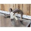 Image 2 : Big Ram Sheep Skull Taxidermy