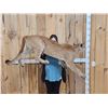 Image 2 : Mountain Lion Cougar Full Body Taxidermy Mount