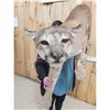 Image 4 : Mountain Lion Cougar Full Body Taxidermy Mount