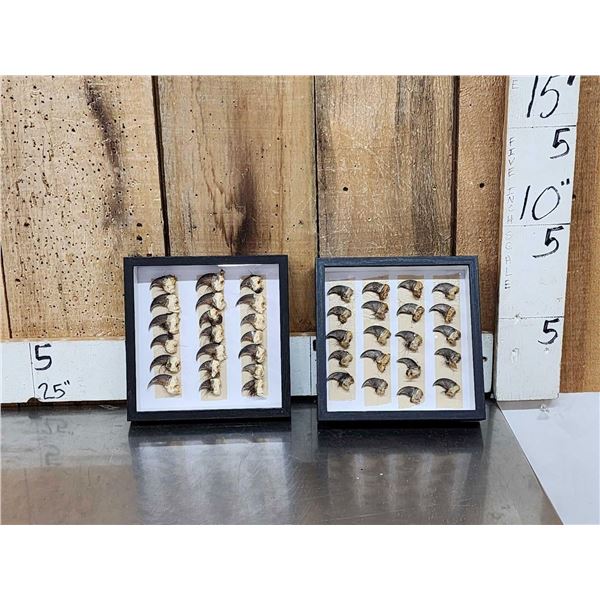 40 Black Bear Claws Taxidermy