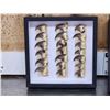 Image 2 : 40 Black Bear Claws Taxidermy