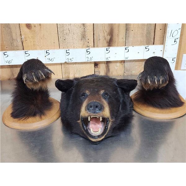 Modular Black Bear Taxidermy Mount