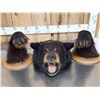Image 1 : Modular Black Bear Taxidermy Mount