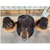 Image 2 : Modular Black Bear Taxidermy Mount