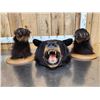 Image 3 : Modular Black Bear Taxidermy Mount