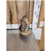 Image 3 : 3 Cute Critters Taxidermy Lot