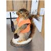 Image 7 : 3 Cute Critters Taxidermy Lot