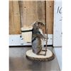 Image 9 : 3 Cute Critters Taxidermy Lot