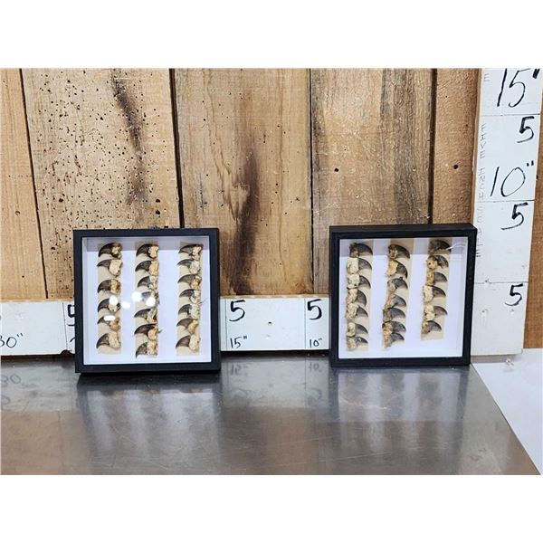 40 Black Bear Claws Taxidermy