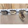 Image 3 : 6 Taxidermy Alligator Heads