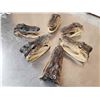 Image 5 : 6 Taxidermy Alligator Heads