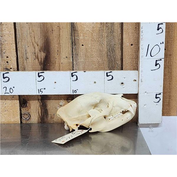 Black Bear Skull Taxidermy