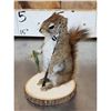 Image 10 : 3 Cute Critters Taxidermy Lot