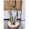 Image 8 : 3 Cute Critters Taxidermy Lot