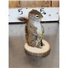Image 9 : 3 Cute Critters Taxidermy Lot