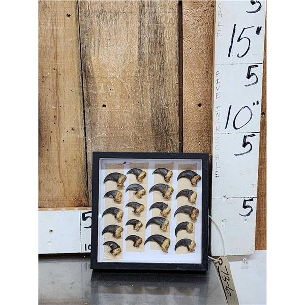 Set Of 20 Black Bear Claws Taxidermy