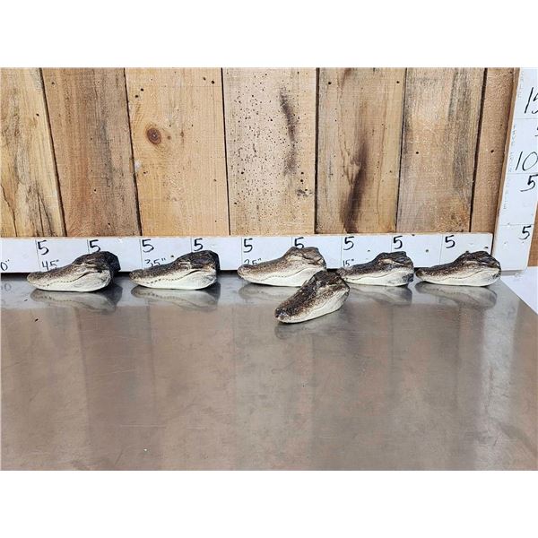 6 Taxidermy Alligator Heads