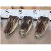Image 3 : 6 Taxidermy Alligator Heads
