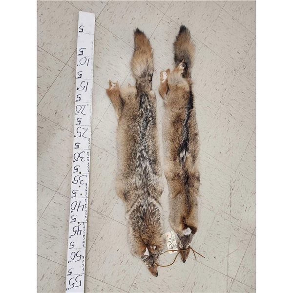 2 Coyote Soft Tanned Furs Taxidermy
