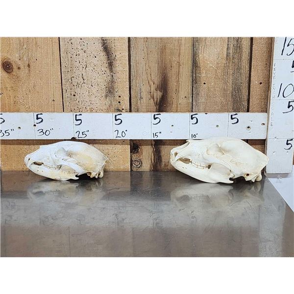 2 Black Bear Skull Taxidermy