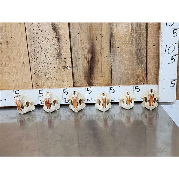 6 Beaver Skulls Taxidermy