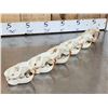Image 6 : 6 Beaver Skulls Taxidermy