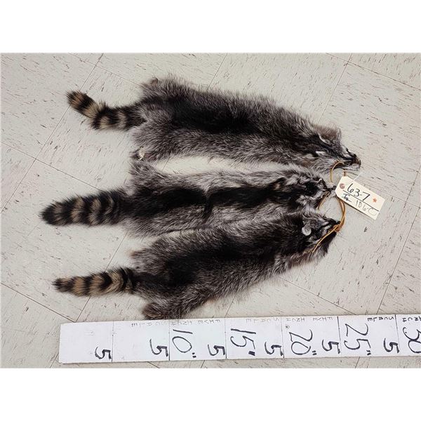 3 Raccoon Soft Tanned Furs